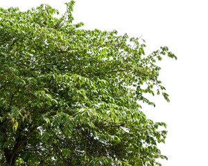 Fototapeta premium Green bush isolated on white background with copy space and clipping path.