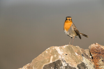 Roodborst; European Robin; Erithacus rubecula