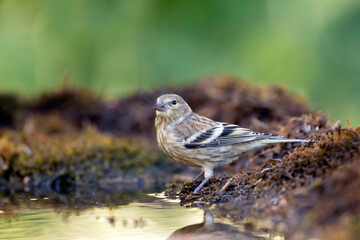 Citril Finch, Serinus citrinella