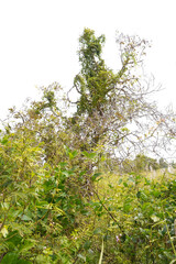 Green bush isolated on white background with copy space and  clipping path.