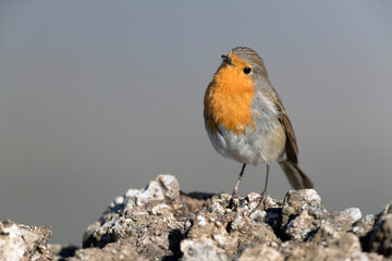 Roodborst; European Robin; Erithacus rubecula