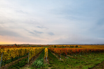 Naklejka premium vineyard in autumn
