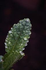Water drops on the green leaves of kale
