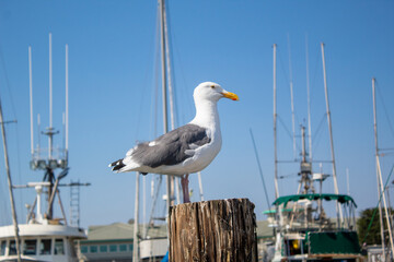 Fototapeta na wymiar A seagull resting on a post
