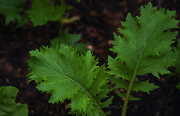 Close-up view green leaves of the lettuce