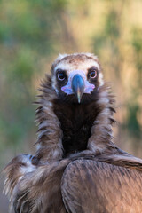 Cinereous vulture, Aegypius monachus