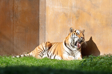 Tiger (Panthera Tigris Altaica) yawning in a garden