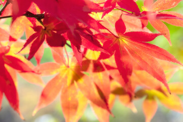 Autumn colours