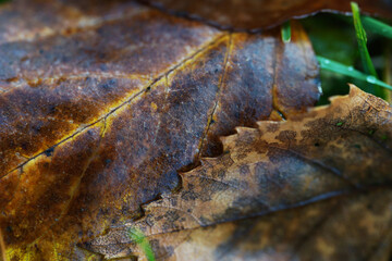 Fallen autumn leaves close up