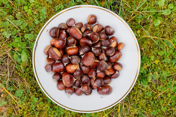 Kastanien Esskastanien Maronen Sammeln Herbst