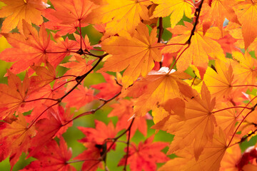 Naklejka na ściany i meble Autumn colours