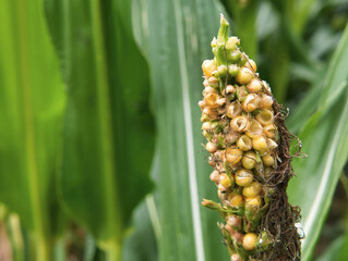 Corn on the cob in the corn field whose bracts were peeled by the birds and the corn kernels were hollowed out as a close-up view. A flower sprouts from the cob.