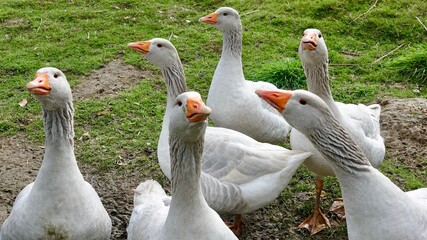 Gans, Gänse - Nahaufnahmen, verschiedene Farben