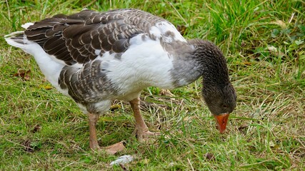 Gans, Gänse - Nahaufnahmen, verschiedene Farben