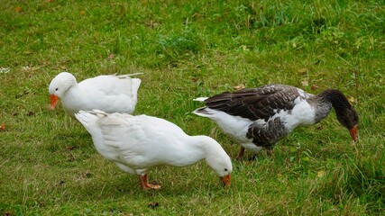 Gans, Gänse - Nahaufnahmen, verschiedene Farben