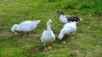 Gans, Gänse - Nahaufnahmen, verschiedene Farben