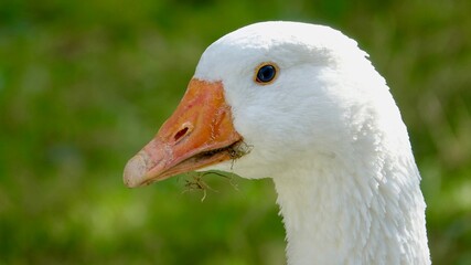 Gans, Gänse - Nahaufnahmen, verschiedene Farben