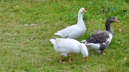Gans, Gänse - Nahaufnahmen, verschiedene Farben