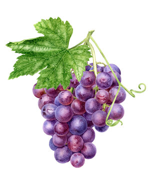 Grape bunch with leaf watercolor illustration isolated on white background
