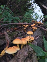 mushrooms in the forest