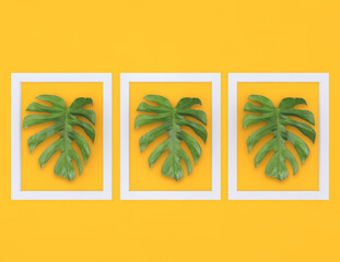 Fototapeta na wymiar 3D rendering. White frame design decorated with Monstera leave on color background with copy space