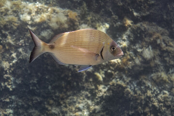 White seabream (Diplodus sargus sargus) in Mediterranean Sea