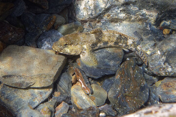 Giant goby (Gobius cobitis) in Mediterranean Sea