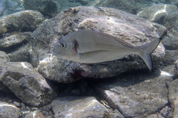 Gilthead seabream (Sparus aurata) in Mediterranean Sea