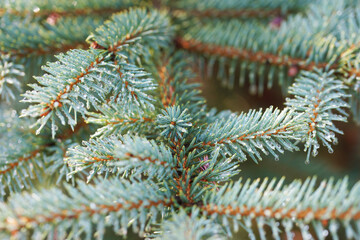Raindrops on the branches of a blue spruce