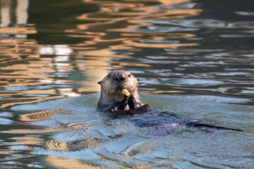 An otter having a little snack