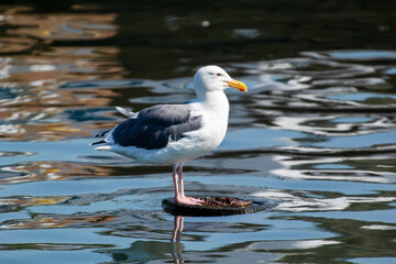 A seagull resting on a post