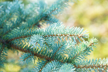 Naklejka na ściany i meble Raindrops on the branches of a blue spruce