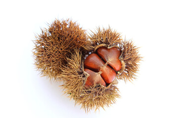 chestnuts in burrs on white background