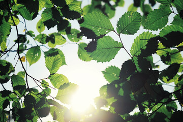 Bright spring greens at dawn in the forest. Nature comes to life in early spring.