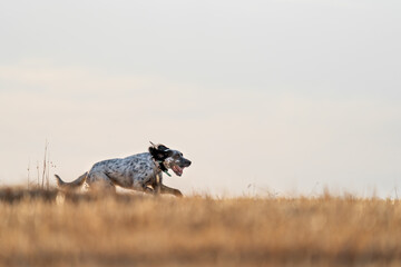 Pointer pedigree dog running in the horizon with tongue out and text space