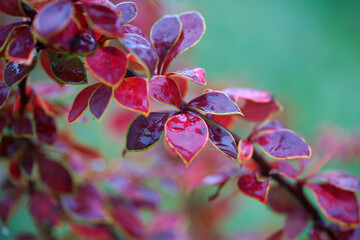 Fototapeta na wymiar Bright colorful autumn foliage of barberry