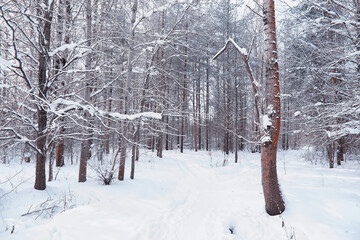 Winter forest landscape. Tall trees under snow cover. January frosty day in the park.