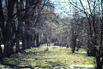 Fototapeta premium Bright spring greens at dawn in the forest. Nature comes to life in early spring.