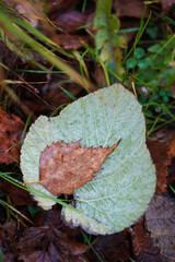 Fallen autumn leaves close up