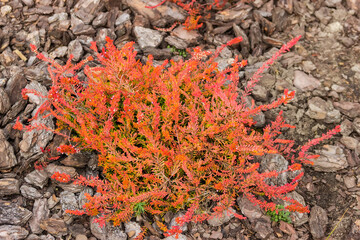 Bush of decorative heather with red leaves, top view