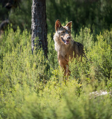 Wolf in the bush looking for preys