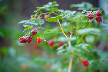 Raspberry plant. Raspberry bush