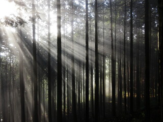 森林の中の眩い光芒
