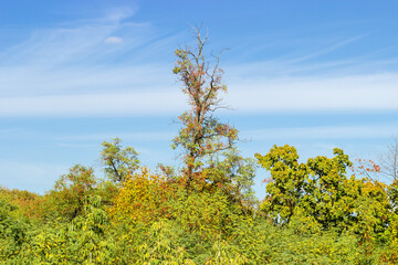 Locust tree with dry branches over other trees against sky