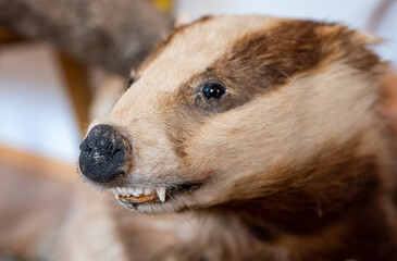 Europäischer Dachs in einem Museum © Animaflora PicsStock