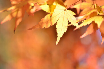 モミジの紅葉
