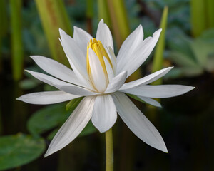 White night blooming water lily nymphaea flower	on natural background