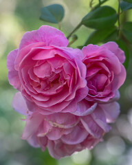 Closeup view of group of delicate pink roses blooming outdoors on natural background