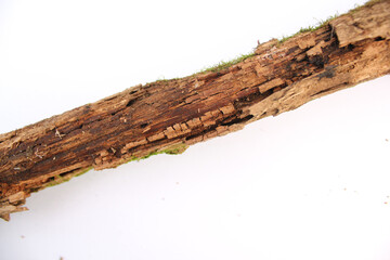 Twigs, set dry rotten branches with lichen isolated on white background