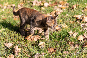 A gray ginger kitten runs on the grass with dry leaves on a sunny autumn day
